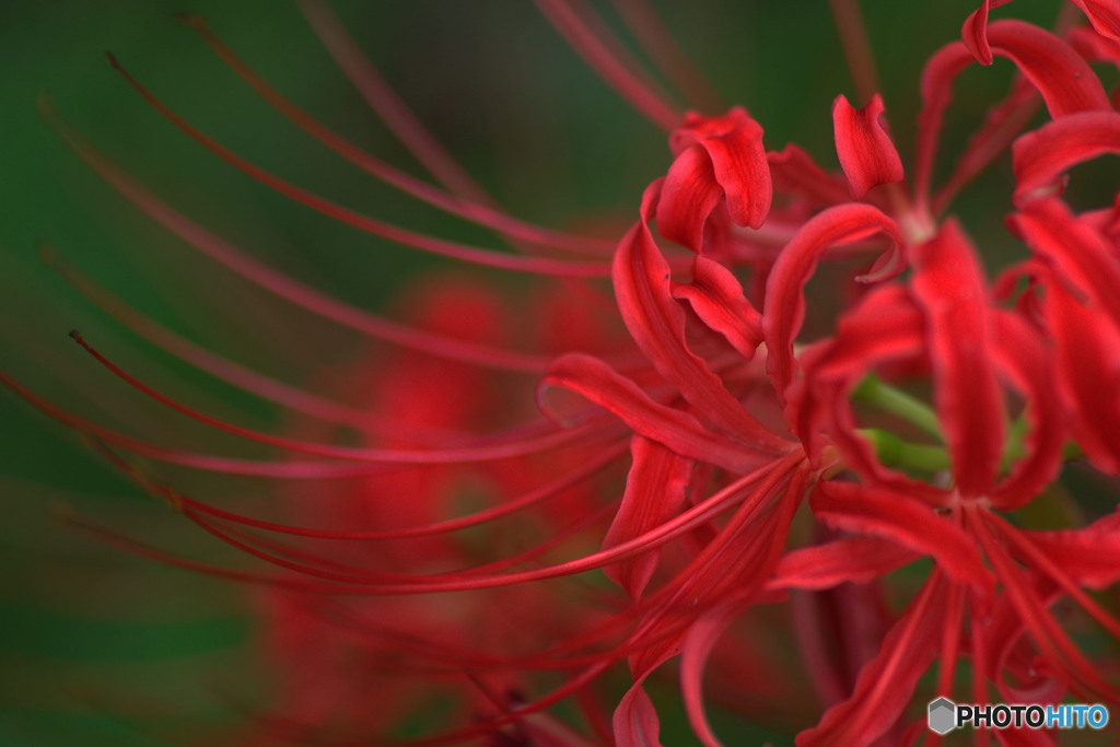 曼珠沙華