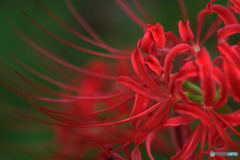 曼珠沙華