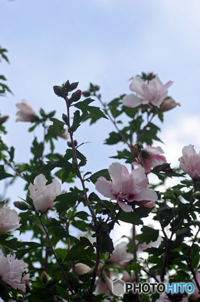 花のなる木