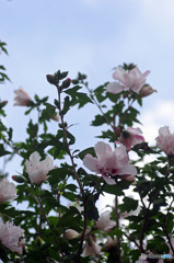 花のなる木