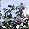 花のなる木