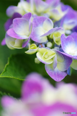 むらさきの花