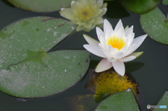 睡蓮の花