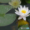 睡蓮の花
