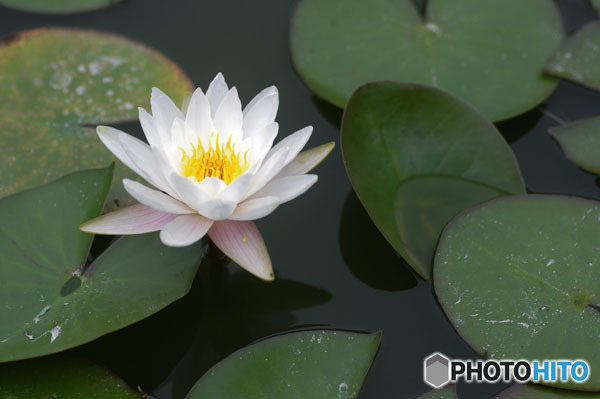 水面花