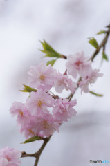 しだれ桜