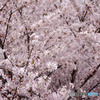 君と見た春