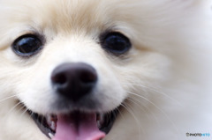 Smileはなちゃん