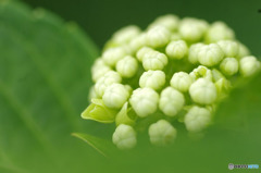 あじさいの蕾