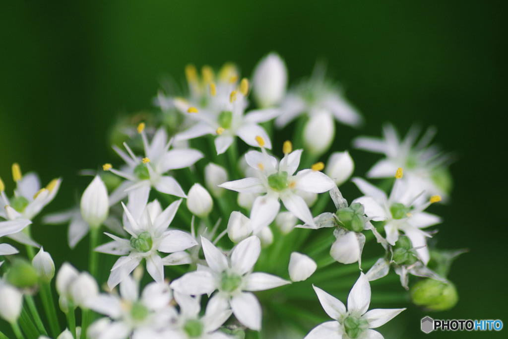 ☆の花