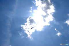 Ｂｌｕｅ　Ｂｉｒｄ