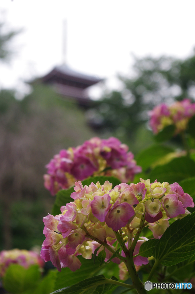 古都の香り