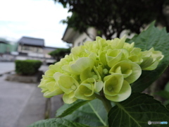 梅雨入りまえ