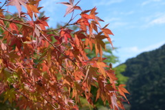 さも紅葉
