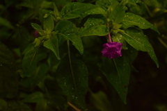 雨と花