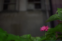 路地の花