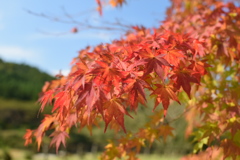 さもさも紅葉