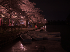 夜桜