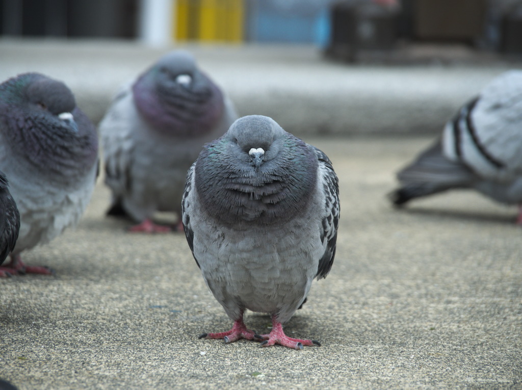 もこもこ鳩 By Yanakita2 Id 写真共有サイト Photohito