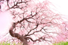 ume