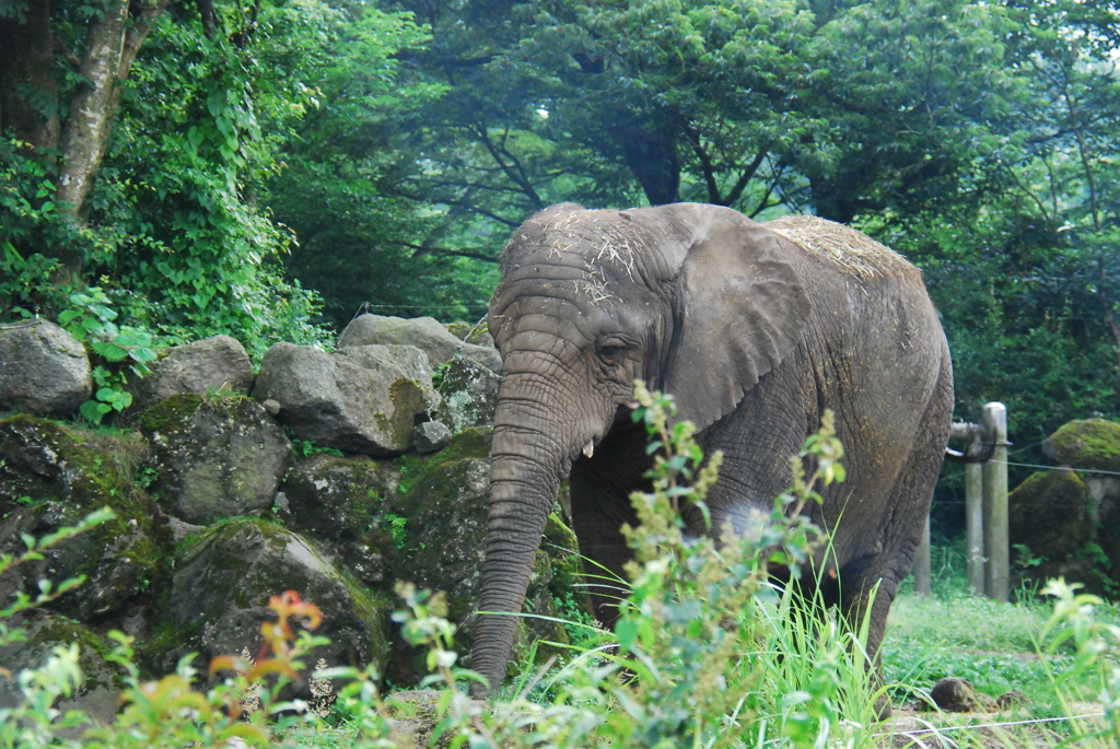 サファリパーク　ぞう