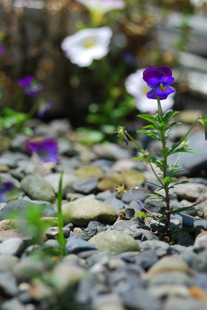 砂利の間から咲く花