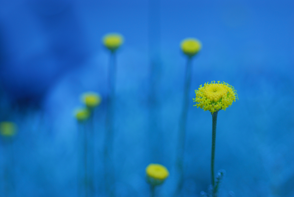 黄色の花