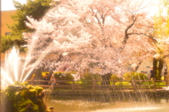 桜飛沫