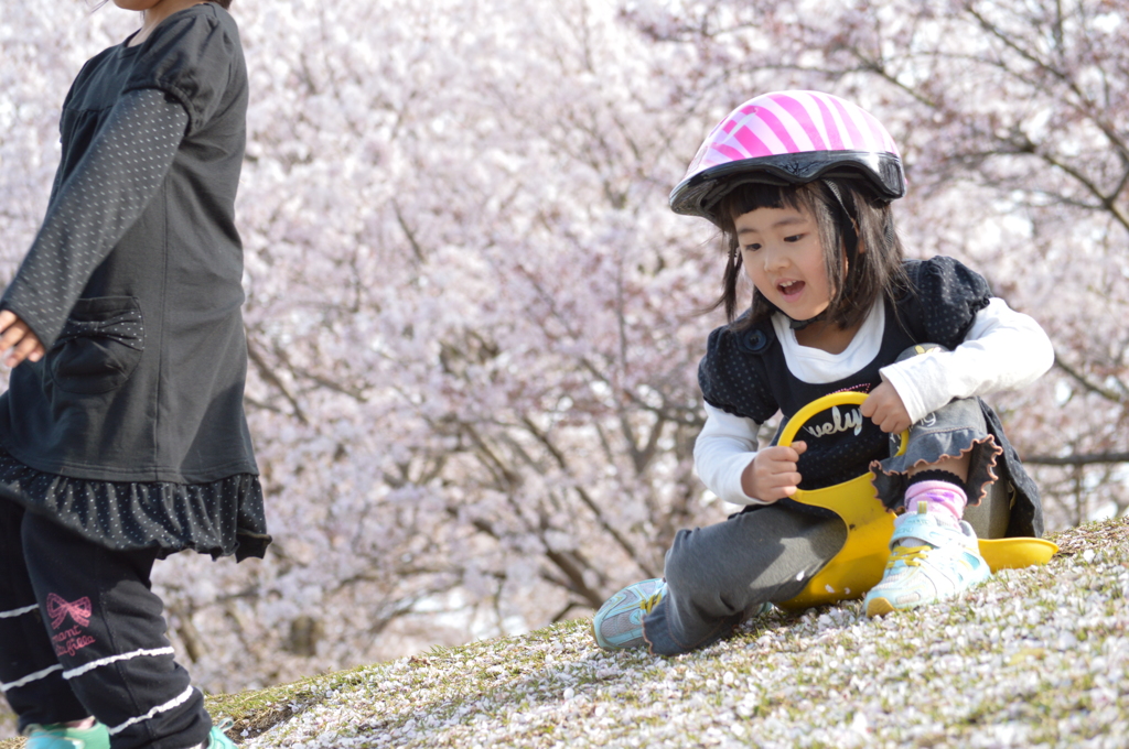 桜の絨毯　そりすべり