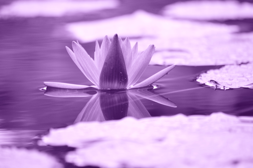 水鏡の花嫁
