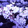 夜桜幻想曲 第一楽章