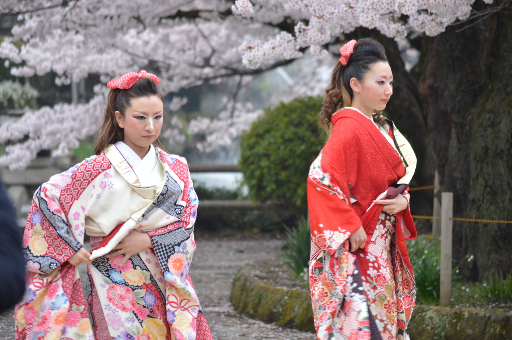 日本舞踊と桜の舞