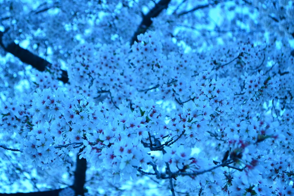 きりりと・・・桜のもう１つの顔