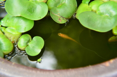 一瞬の水面