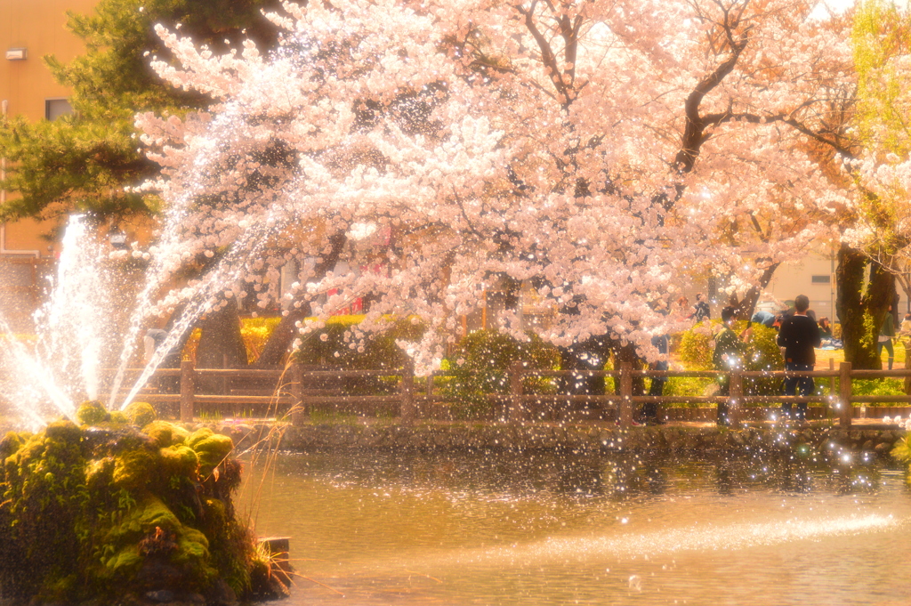 水の妖精と桜②