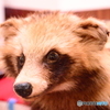 リアル！狸の剥製