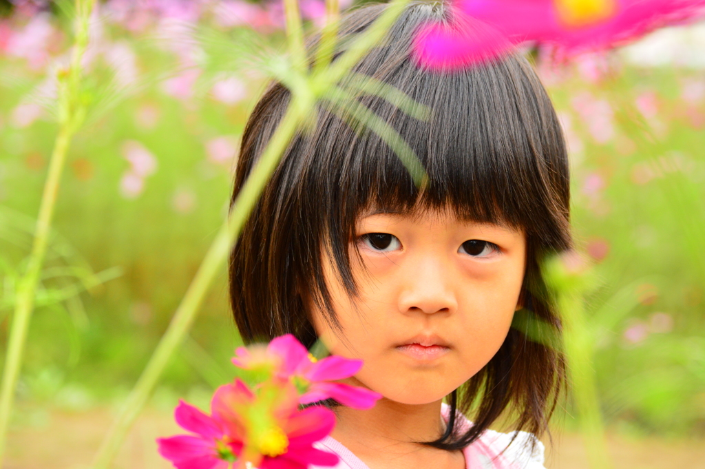 秋桜の少女