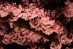 夜桜乱舞瞑想曲