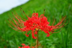 毒々しい紅色