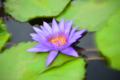 Tropical Water Lily～熱帯睡蓮～