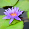 Tropical Water Lily～熱帯睡蓮～