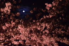 夜桜と月の幻想協奏曲