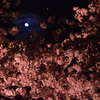夜桜と月の幻想協奏曲