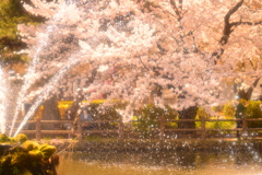 水の妖精と桜①
