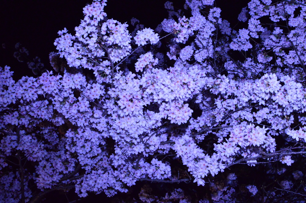 夜桜幻想曲 第二楽章