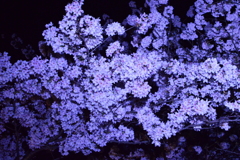 夜桜幻想曲 第二楽章