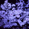 夜桜幻想曲 第二楽章