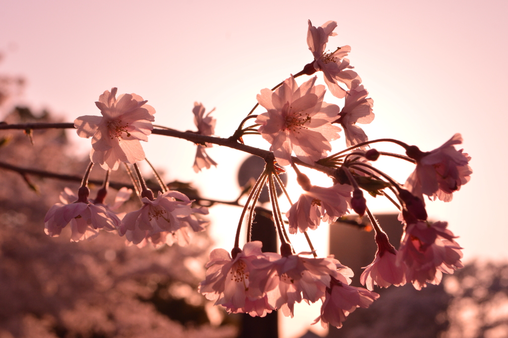 桜の光