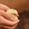 お餅のように