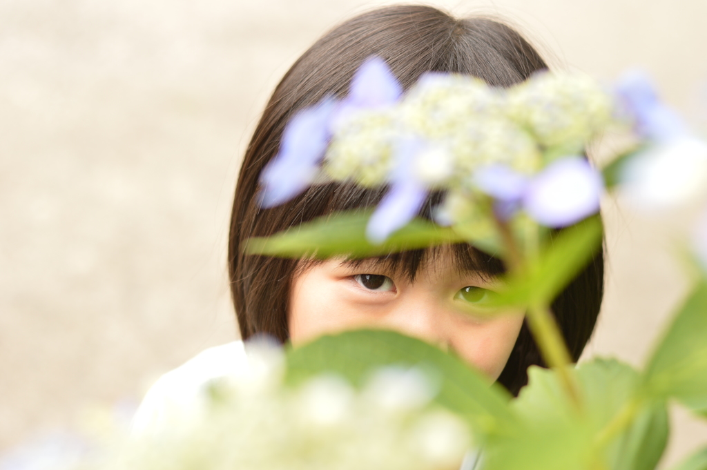 紫陽花からいないいないばあ